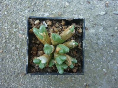 Conophytum antonii S.A.Hammer 2009.