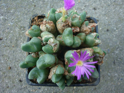 Conophytum bicarinatum L.Bolus 1939.