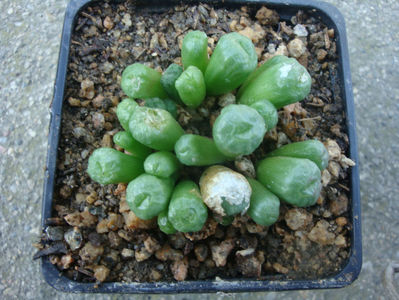 Conophytum ectypum var. brownii (Tischer) Tischer 1953.