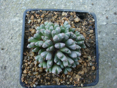 Conophytum khamiesbergense (L.Bolus) Schwantes 1950.