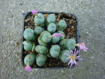 Conophytum minutum (Haw.) N.E.Br. 1922.