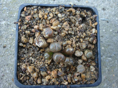 Conophytum pellucidum subsp. cupreatum (Tischer) S.A.Hammer 1993.