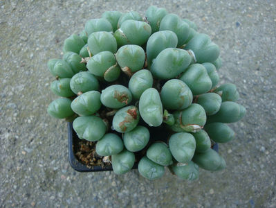 Conophytum piriforme L.Bolus 1936.