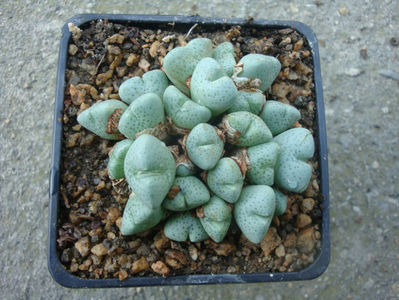 Conophytum quaesitum (N.E.Br.) N.E.Br.1922.