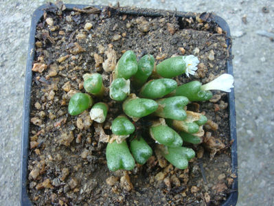 Conophytum tantillum ssp. lindenianum (Lavis & S.Hammer) S.A.Hammer 1991.