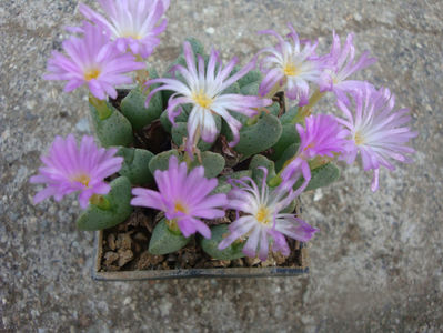 Conophytum taylorianum ssp. rosynense.