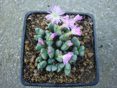 Conophytum taylorianum ssp. rosynense.