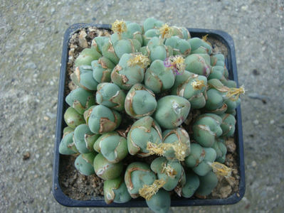 Conophytum velutinum Schwantes 1927.