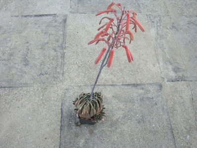 Aloe aristata Haw.1825.; Denumire acceptata.
