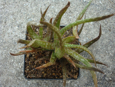 Aloe bakeri Scott-Elliot 1891.; Denumire acceptata.
