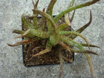 Aloe bakeri Scott-Elliot 1891.; Denumire acceptata.
