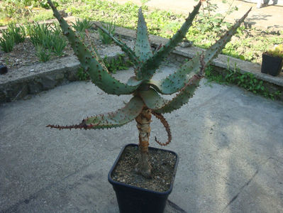 Aloe ferox Mill.1768.; Denumire acceptata.
