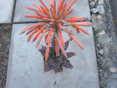 Aloe maculate All. 1773.; Denumire acceptata.
