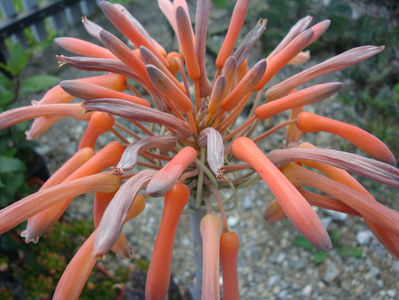 Aloe maculate All. 1773.; Denumire acceptata.
