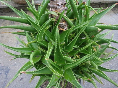 Aloe scobinifolia Reynolds & Bally 1958.; Denumire acceptata.
