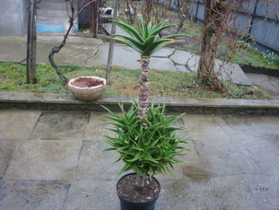 Aloe scobinifolia Reynolds & Bally 1958.; Denumire acceptata.
