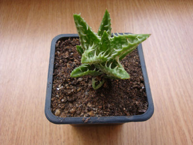 Aloe squarrosa Baker ex Balf. f.1884.; Denumire acceptata.
