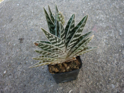 Aloe variegata L.1753.; Denumire acceptata.
