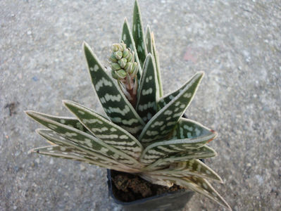 Aloe variegata L.1753.; Denumire acceptata.
