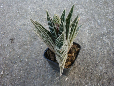 Aloe variegata L.1753.; Denumire acceptata.
