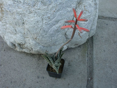 Aloe variegata L.1753.; Denumire acceptata.
