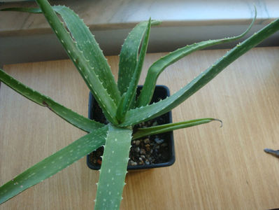 Aloe vera  (L.) Burm. f.1768.; Denumire acceptata.
