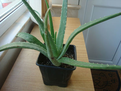 Aloe vera (L.) Burm. f.1768.; Denumire acceptata.
