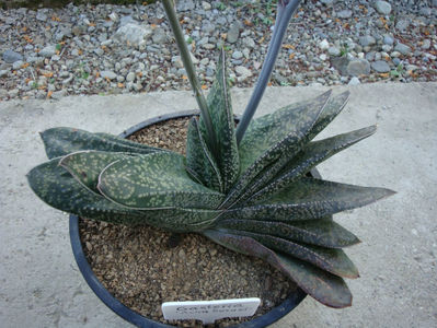 Gasteria cv. AKIRA SUZUKI