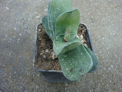 Gasteria glomerata van Jaarsv. 1991.; Denumire acceptata.
