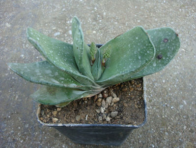 Gasteria glomerata van Jaarsv. 1991.; Denumire acceptata.
