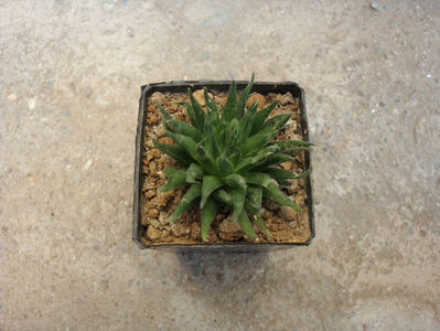 Haworthia angustifolia Haw.1825.; Denumire acceptata.
