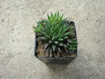 Haworthia angustifolia Haw.1825.; Denumire acceptata.
