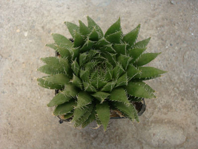 Haworthia arachnoidea (L.) Duval 1809.; Denumire acceptata.
