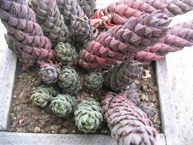 Haworthia coarctata Haw.1824.; Denumire acceptata.
