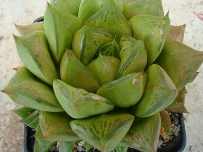 Haworthia cymbiformis (Haw.) Duval 1809.; Denumire acceptata.
