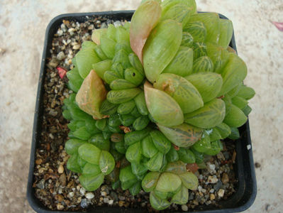 Haworthia cymbiformis v. obtusa  (Haw.) Baker (Haw.) Baker 1880.; Denumire acceptata.
