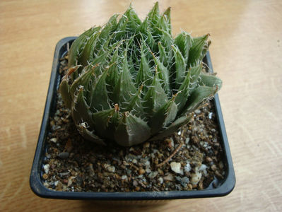 Haworthia decipiens Poelln.1930.; Denumire acceptata.
