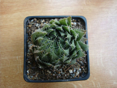 Haworthia decipiens Poelln.1930.; Denumire acceptata.
