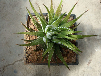 Haworthia fasciata (Willd.) Haw. 1821.; Denumire acceptata.
