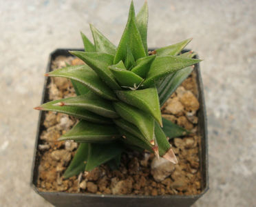 Haworthia viscosa (L.) Haw. 1812.; Denumire acceptata.
