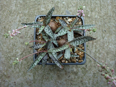 Ledebouria violacea (Hutch.) W.L.Tjaden 1989.; Sinonim cu Ledebouria socialis (Baker) Jessop 1970
