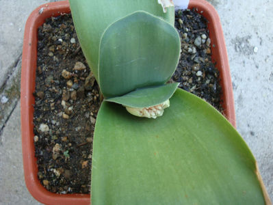 Haemanthus albiflos Jacq. 1797.; Denumire acceptata.
