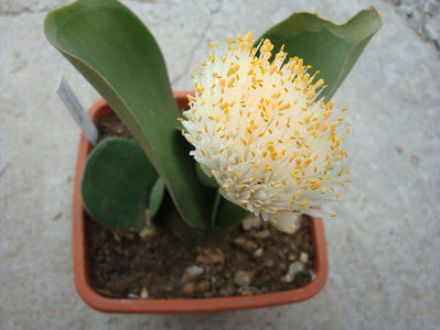 Haemanthus albiflos Jacq. 1797.; Denumire acceptata.
