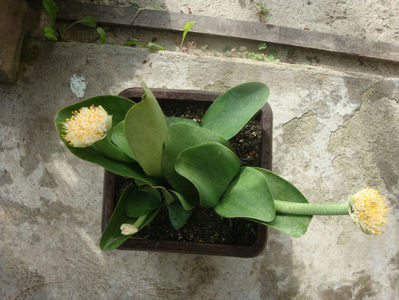 Haemanthus albiflos Jacq.1797.; Denumire acceptata.
