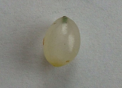 Haemanthus albiflos Jacq.1797.; Denumire acceptata. (semințe)
