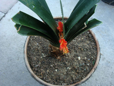 Clivia gardenii Hook.1855.; Denumire acceptata.
