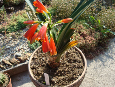 Clivia gardenii Hook.1855.; Denumire acceptata.
