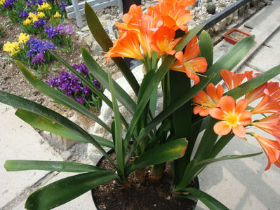 Clivia miniata (Lindl.) Bosse 1859.; Denumire acceptata.
