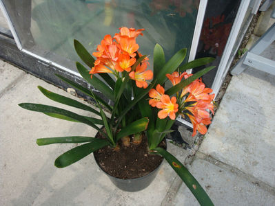 Clivia miniata (Lindl.) Bosse 1859.; Denumire acceptata.
