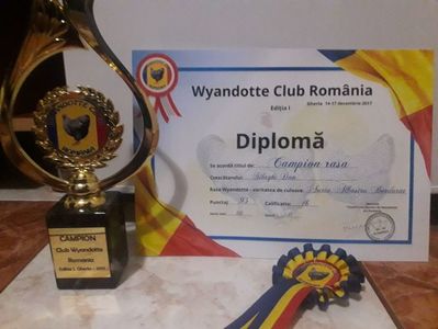Campion Rasa - Wyandotte Club Romania -Gherla 2017